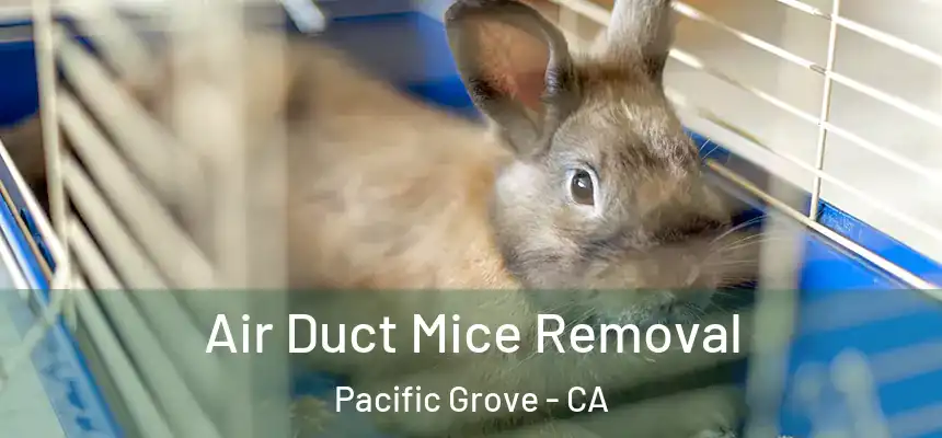 Air Duct Mice Removal Pacific Grove - CA